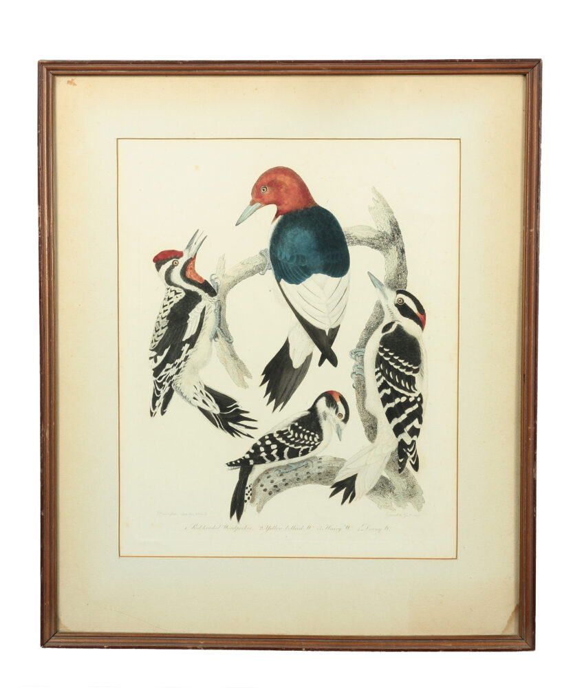 Woodpeckers | Kurtz Collection
